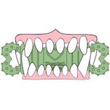 mouth-bone-illustration