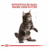 alimento-gatito-fbn-maine-coon-kitten