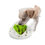 comedero-interactivo-para-perro-afp-food-maze