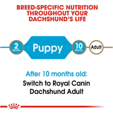 BHN-DACHSHUND-PUPPY---PRODUCTO-ADAPTADO.png