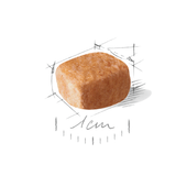 BHN-DACHSHUND-PUPPY---CROQUETA.png