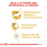 BHN-DACHSHUND-ADULT---NUTRICION-A-LA-MEDIDA.png