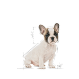 BHN-BULLDOG-FRANCES-PUPPY---CACHORRO.png