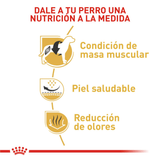 BHN-BULLDOG-FRANCES-ADULT---NUTRICION-A-LA-MEDIDA.png