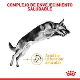BHN-GERMAN-AGEING-5----NUTRICION-A-LA-MEDIDA.png