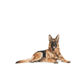 BHN-GERMAN-AGEING-5----ADULTO-5-.png