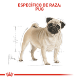 BHN-PUG-ADULT---ADULTO.png