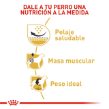 BHN-PUG-ADULT---NUTRICION-A-LA-MEDIDA.png
