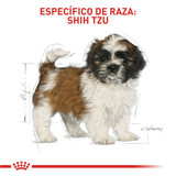 BHN-SHIH-TZU-PUPPY---CACHORRO.png