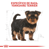 BHN-YORKSHIRE-PUPPY---CACHORRO.png