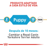 BHN-YORKSHIRE-PUPPY---PRODUCTO-ADAPTADO.png