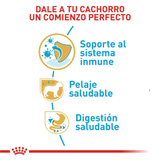 BHN-YORKSHIRE-PUPPY---COMIENZO-PERFECTO.png