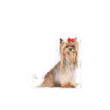 BHN-YORKSHIRE-8----ADULTO.png