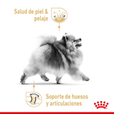 BHN-POMERANIAN-LATA---POMERANIAN.png