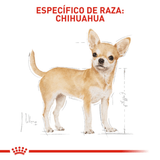 BHN-CHIHUAHUA-LATA---ESPECIFICO-DE-RAZA.png