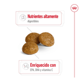 SHN-XSMALL-ADULT---CROQUETA.png