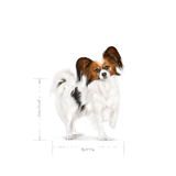 SHN-XSMALL-ADULT---ADULTO.png