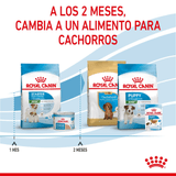 SHN-MINI-STARTER-M-B-DOG---PRODUCTO-ADAPTADO.png