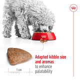 SHN-MINI-INDOOR-ADULT---CROQUETA.png