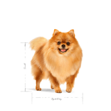 SHN-MINI-INDOOR-ADULT---ADULTO.png