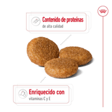 SHN-MEDIUM-ADULT---CROQUETA.png