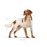 SHN-MEDIUM-ADULT---ADULTO.png