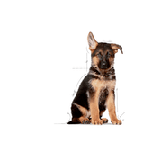 SHN-MAXI-PUPPY---CACHORRO.png