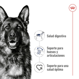 SHN-MAXI-ADULT---NUTRICION-A-LA-MEDIDA.png