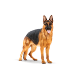 SHN-MAXI-ADULT---ADULTO.png