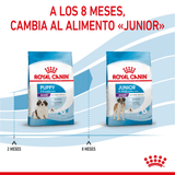 SHN-GIANT-PUPPY---CUANDO-CAMBIAR-EL-ALIMENTO.png
