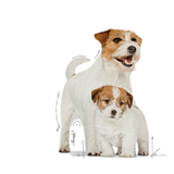SHN-STARTER-M-B-DOG-LATA---MOTHER-AND-BABY-DOG.png