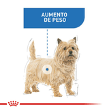 CCN-MINI-LIGHT-WEIGHT-CARE---PERRO.png