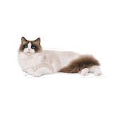 FBN-RAGDOLL---GATO.png