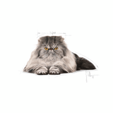 FBN-PERSIAN---GATO.png