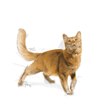FHN-ADULT-FIT---GATO
