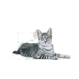 FHN-INDOOR-7----GATO