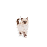 FHN-KITTEN---GATITO
