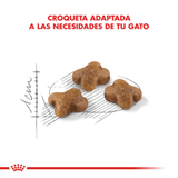 FHN-KITTEN---CROQUETA