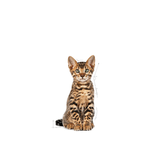 FHN-KITTEN-STERILISED---GATITO