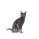 FHN-REGULAR-STERILISED37---GATO