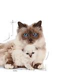 FHN-MOTHERANDBABY-CAT---MOTHERANDBABY-CAT