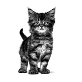 VHN-GASTRO-KITTEN-CAT---GATITO