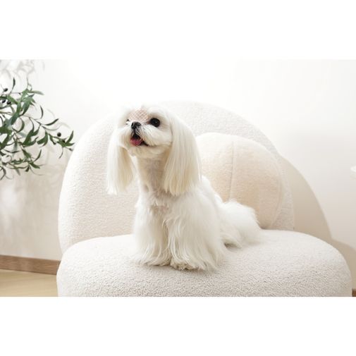 Clip Naranja Glam mascotas M-pets 4 × 2 cm